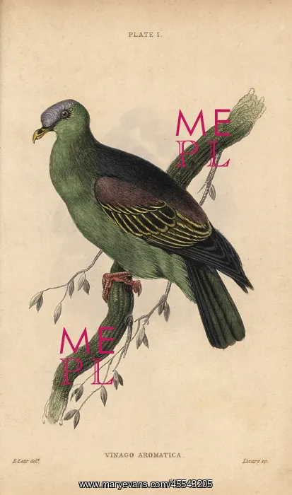 : Buru green pigeon, Treron aromaticus : Buru green pigeon, Treron aromaticus