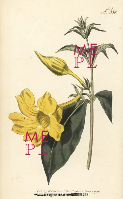  : Bush allamanda, Allamanda schottii