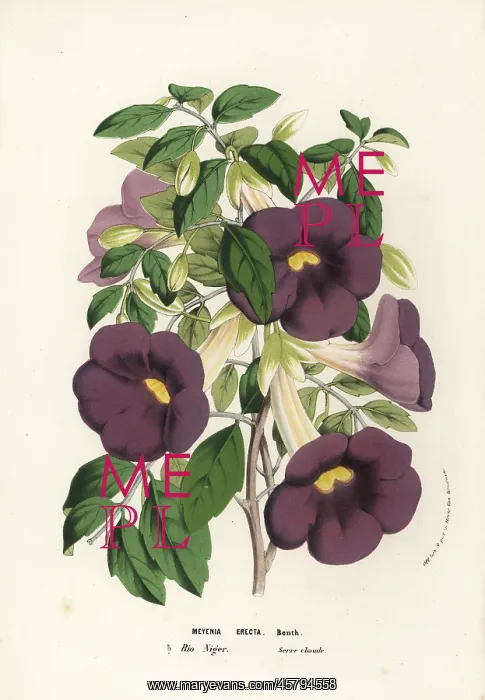 : Bush clockvine and king's-mantle, Thunbergia erecta : Bush clockvine and king's-mantle, Thunbergia erecta