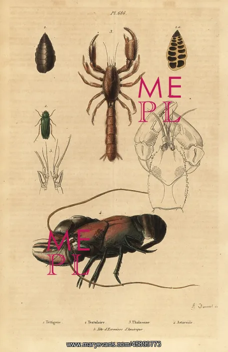 : Bush-cricket, mud lobster and crayfish species : Bush-cricket, mud lobster and crayfish species