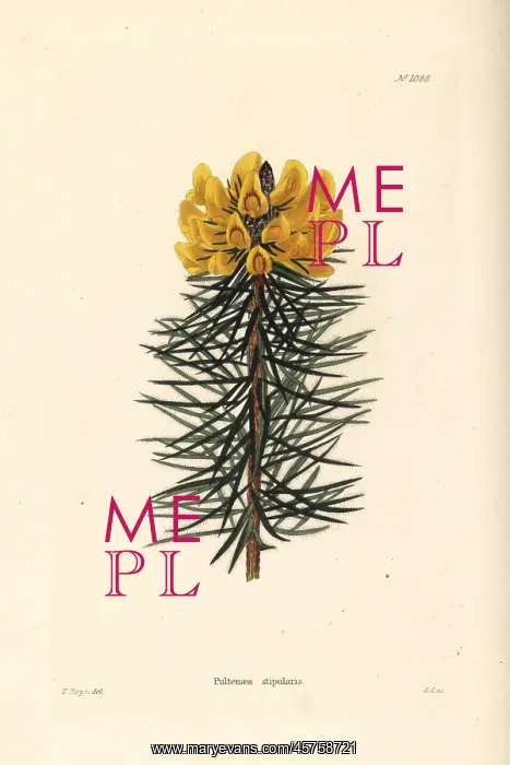 : Bush pea, Pultenaea stipularis : Bush pea, Pultenaea stipularis