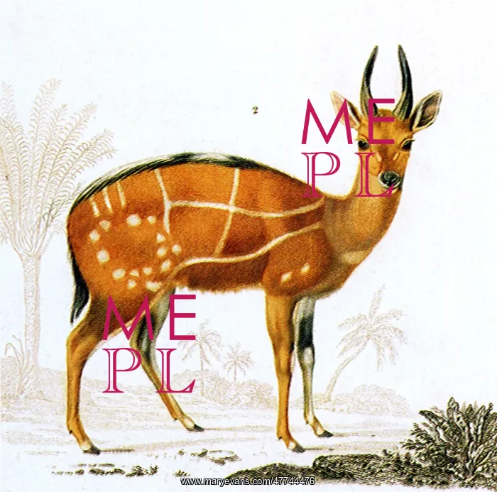  : Bushbok (Antilope scripta)