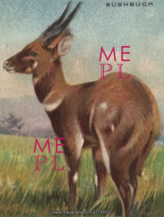  : Bushbuck