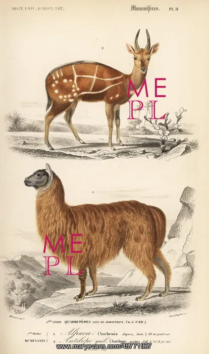 : Bushbuck antelope, Tragelaphus scriptus, and : Bushbuck antelope, Tragelaphus scriptus, and