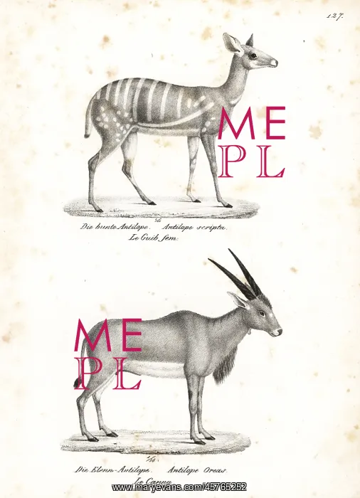  : Bushbuck and common eland
