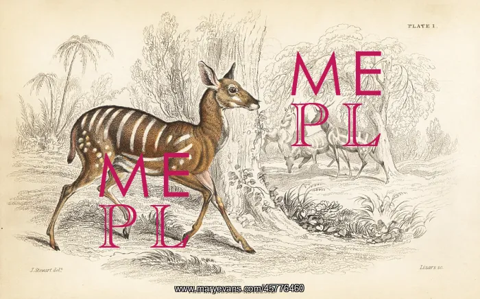 : Bushbuck, Tragelaphus scriptus : Bushbuck, Tragelaphus scriptus