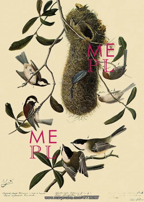  : Bushtits and Chickadees