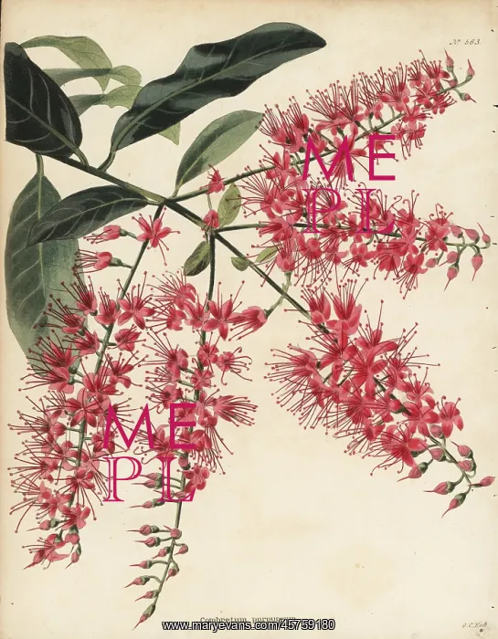 : Bushwillow, Combretum coccineum : Bushwillow, Combretum coccineum