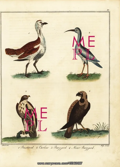 : Bustard, curlew, buzzard and moor buzzard : Bustard, curlew, buzzard and moor buzzard
