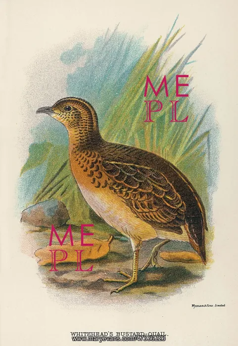 : BUSTARD-QUAIL : BUSTARD-QUAIL