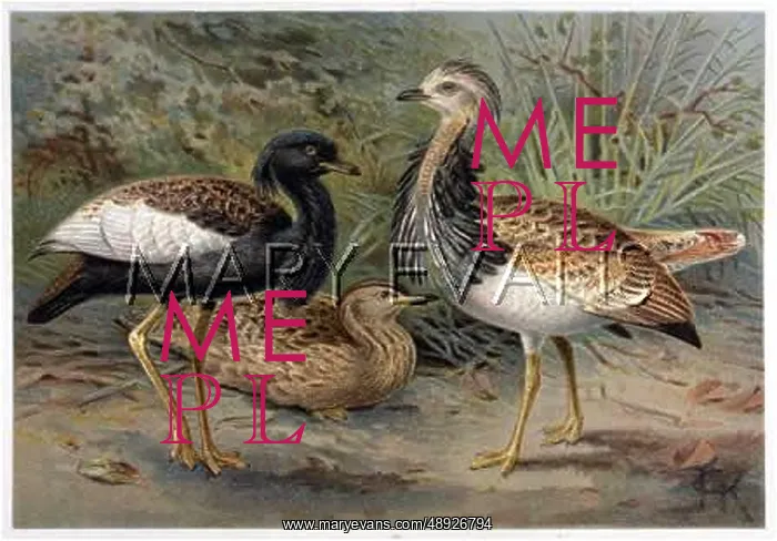 : TWO BUSTARDS : TWO BUSTARDS