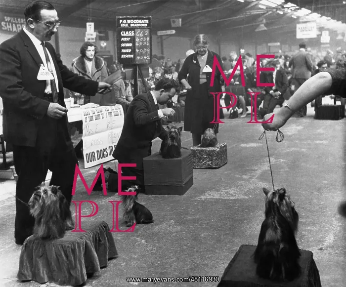 : Busy scene at a dog show : Busy scene at a dog show