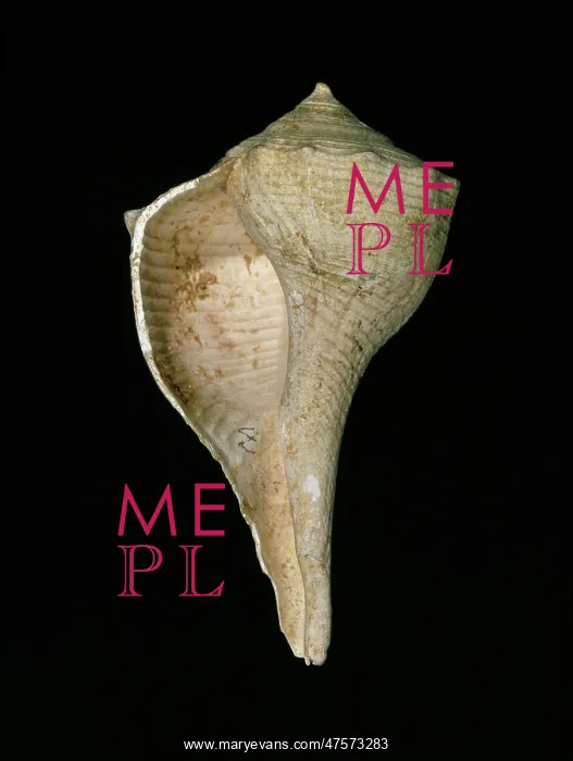 : Busycon contrarium, lightening whelk : Busycon contrarium, lightening whelk