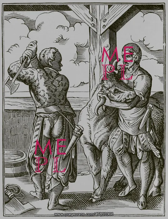 : The butcher and his assistant preparing to slaughter : The butcher and his assistant preparing to slaughter