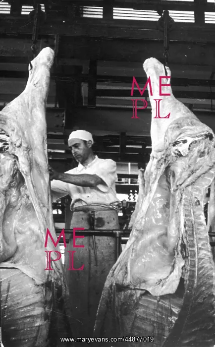  : BUTCHER & CARCASSES