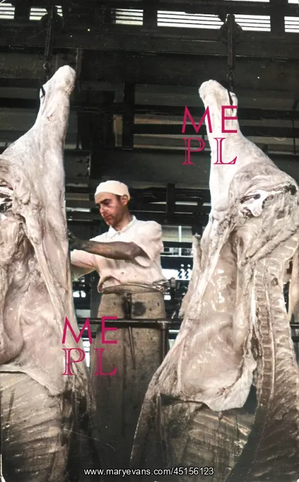  : BUTCHER & CARCASSES
