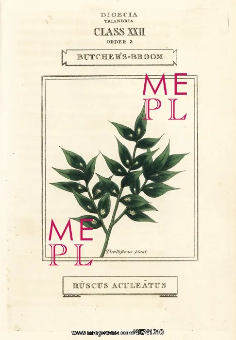 : Butcher's broom, Ruscus aculeatus : Butcher's broom, Ruscus aculeatus