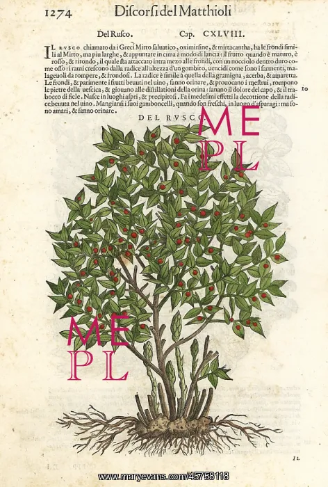 : Butcher's-broom, Ruscus aculeatus : Butcher's-broom, Ruscus aculeatus