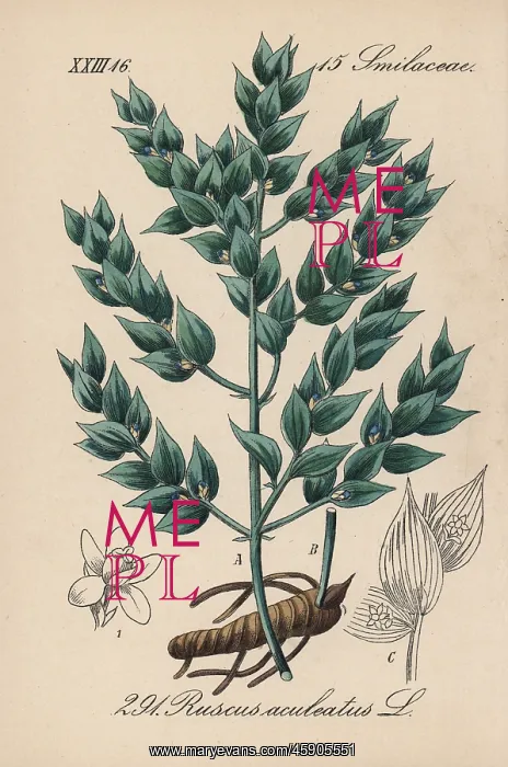 : Butcher's broom, Ruscus aculeatus : Butcher's broom, Ruscus aculeatus