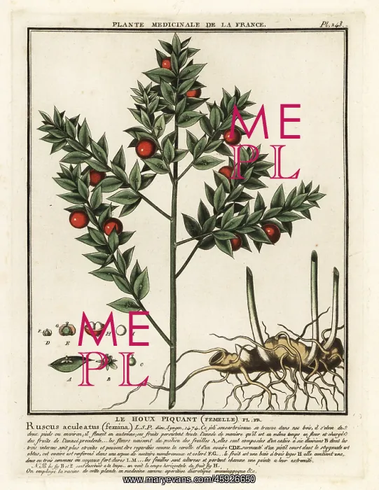 : Butcher's broom, Ruscus aculeatus : Butcher's broom, Ruscus aculeatus