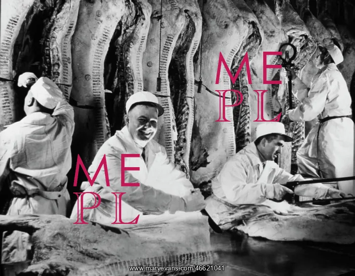 : Butchers at work in a Chicago meat packing house : Butchers at work in a Chicago meat packing house
