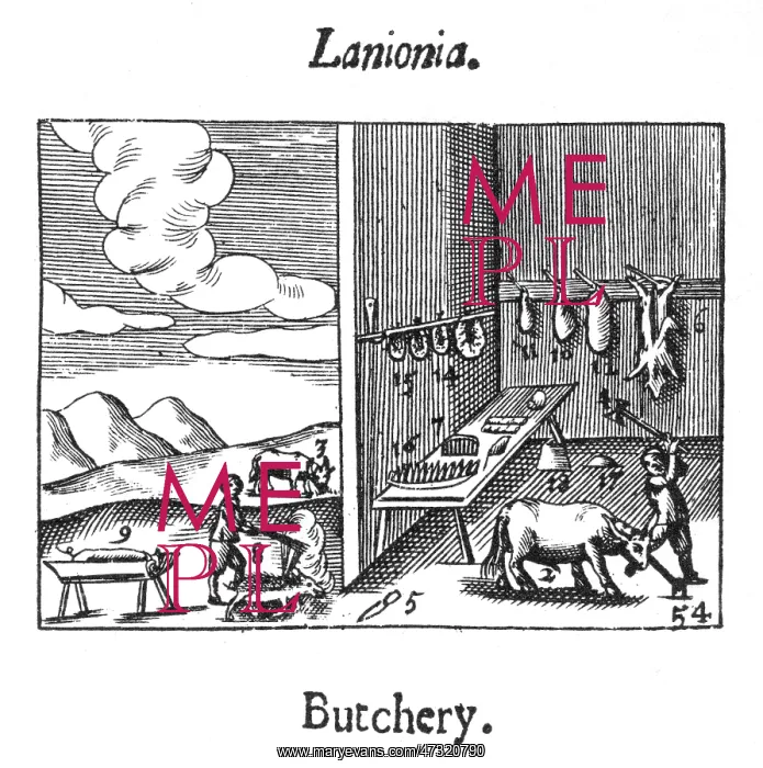 : BUTCHERY & PRESERVATION : BUTCHERY & PRESERVATION