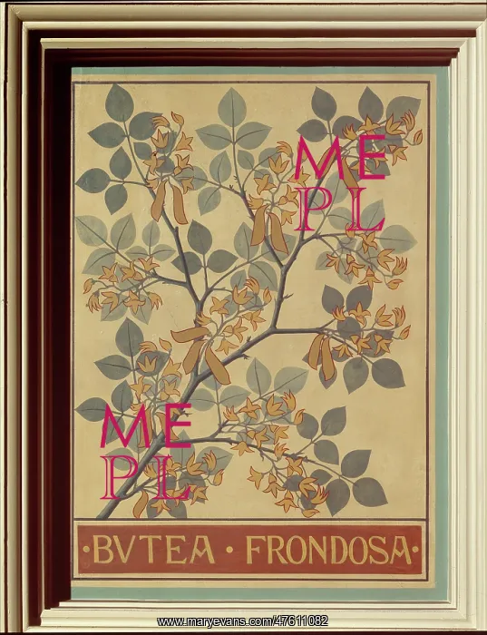 : Butea frondosa, flame of the forest : Butea frondosa, flame of the forest