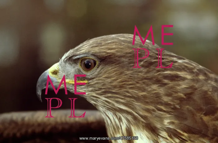 : Buteo buteo, common buzzard : Buteo buteo, common buzzard