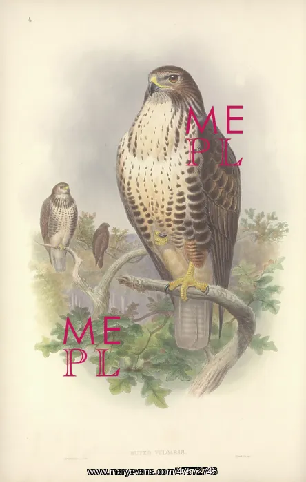 : Buteo buteo, Eurasian buzzard : Buteo buteo, Eurasian buzzard