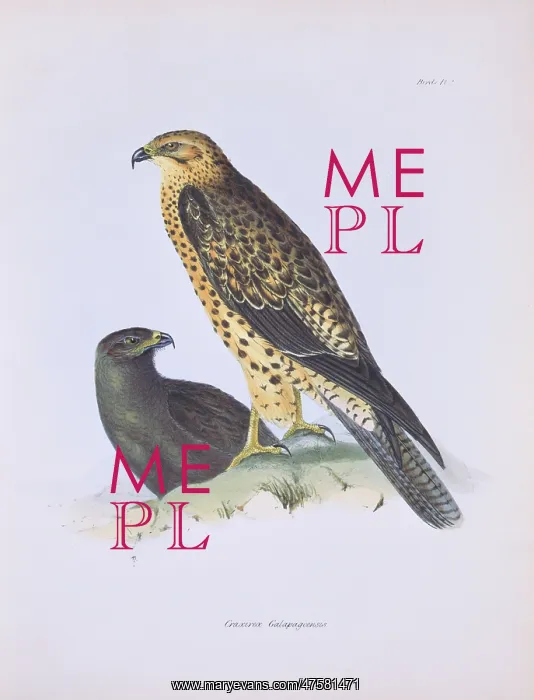 : Buteo galapagoensis, Galapagos hawk : Buteo galapagoensis, Galapagos hawk
