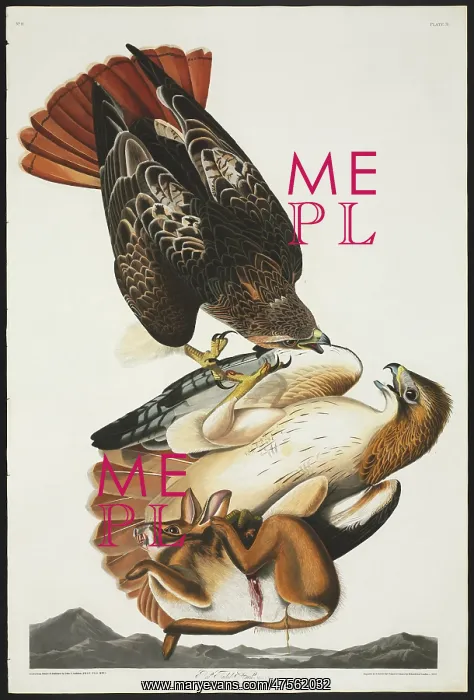 : Buteo jamaicensis, red-tailed hawk : Buteo jamaicensis, red-tailed hawk