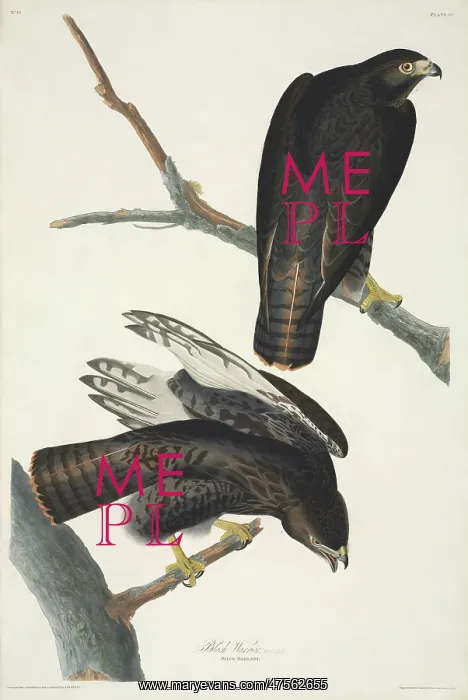 : Buteo jamaicensis, red-tailed hawk : Buteo jamaicensis, red-tailed hawk