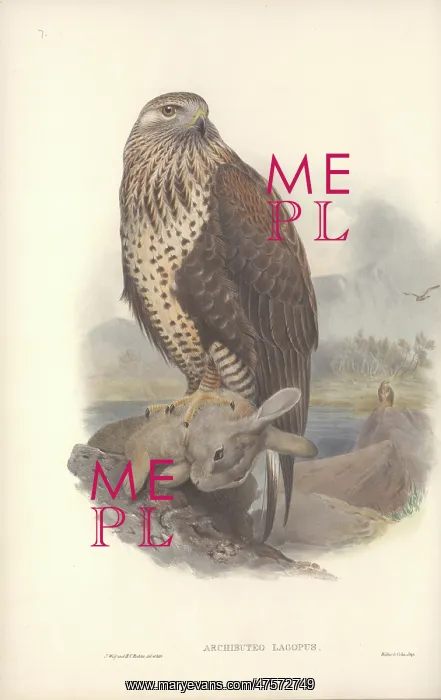 : Buteo lagopus, rough-legged buzzard : Buteo lagopus, rough-legged buzzard