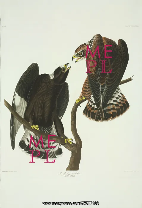 : Buteo lagopus, rough-legged buzzard : Buteo lagopus, rough-legged buzzard