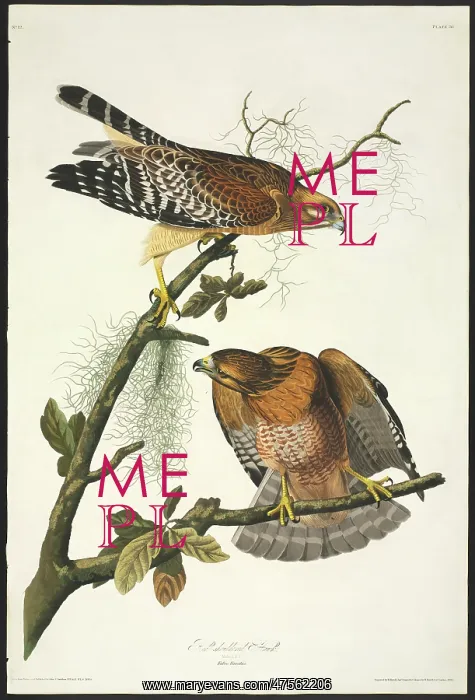 : Buteo lineatus, red-shouldered hawk : Buteo lineatus, red-shouldered hawk