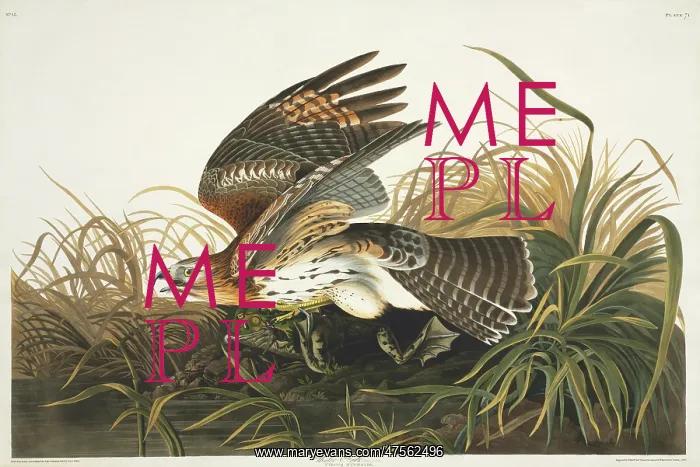 : Buteo lineatus, red-shouldered hawk : Buteo lineatus, red-shouldered hawk