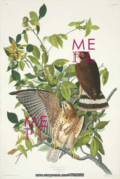 : Buteo platypterus, broad-winged hawk : Buteo platypterus, broad-winged hawk