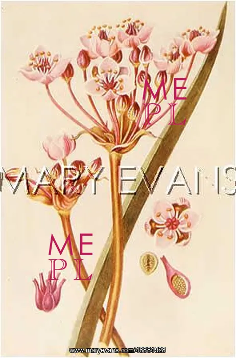 : BUTOMUS UMBELLATUS