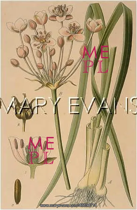  : BUTOMUS UMBELLATUS