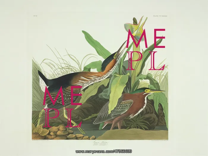 : Butorides virescens, green heron : Butorides virescens, green heron