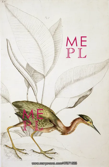 : Butorides virescens, green heron : Butorides virescens, green heron