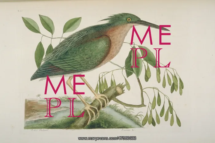 : Butorides virescens, green heron : Butorides virescens, green heron