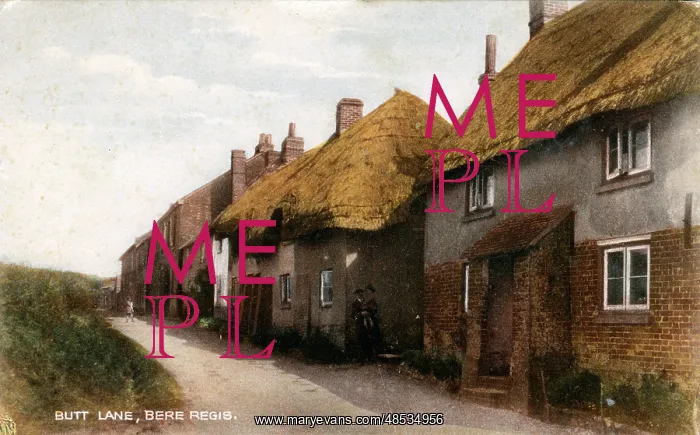 : Butt Lane, Bere Regis, Dorset : Butt Lane, Bere Regis, Dorset