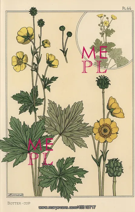 : Buttercup botanical study : Buttercup botanical study