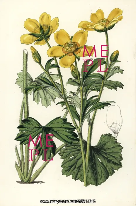 : Buttercup, Ranunculus spicatus : Buttercup, Ranunculus spicatus