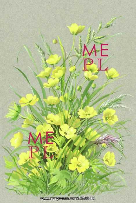  : Buttercups