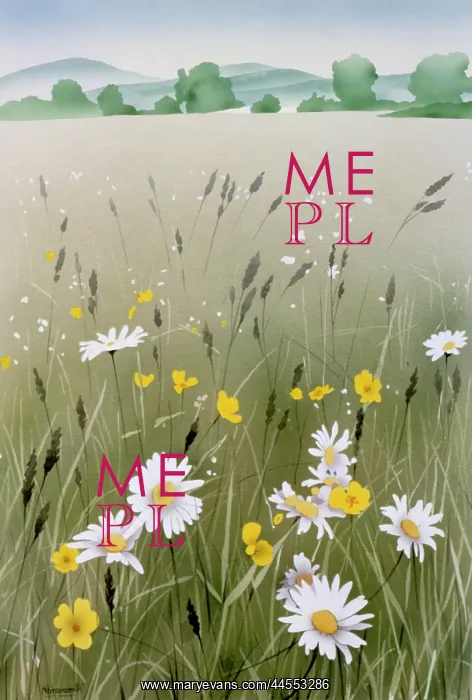 : Buttercups and Daisies : Buttercups and Daisies