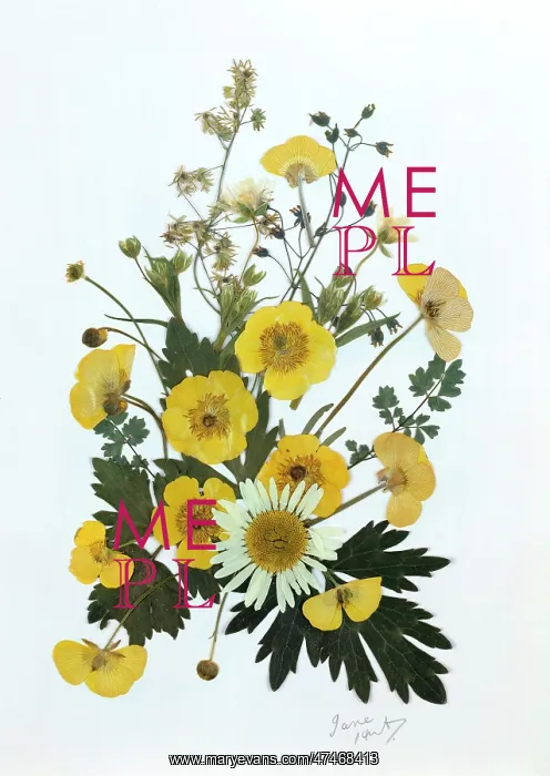 : Buttercups and Daisy : Buttercups and Daisy