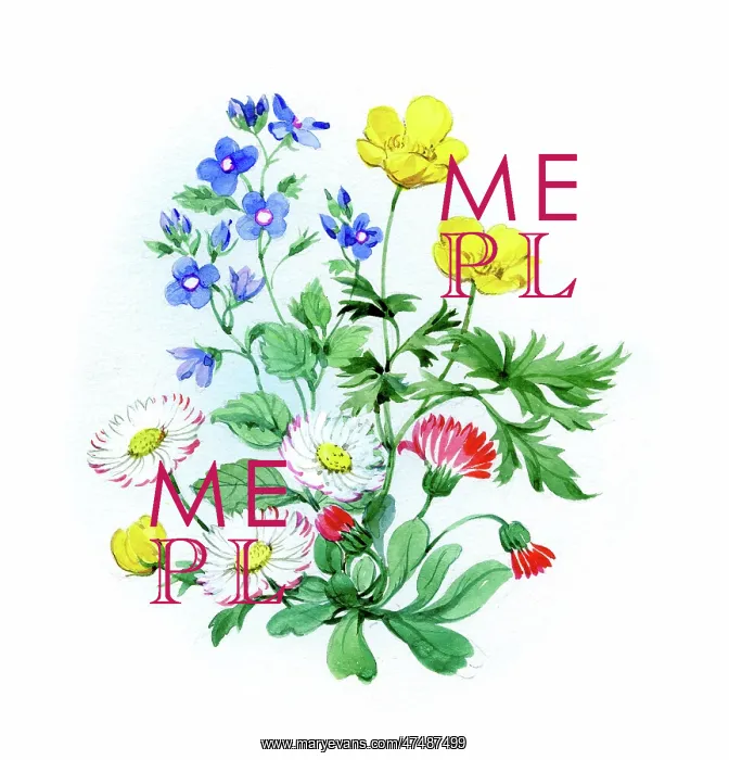  : Buttercups, eyebright and daisies