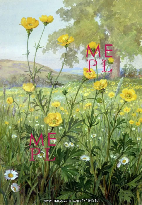 : Buttercups ? in a meadow with daisies etc : Buttercups ? in a meadow with daisies etc